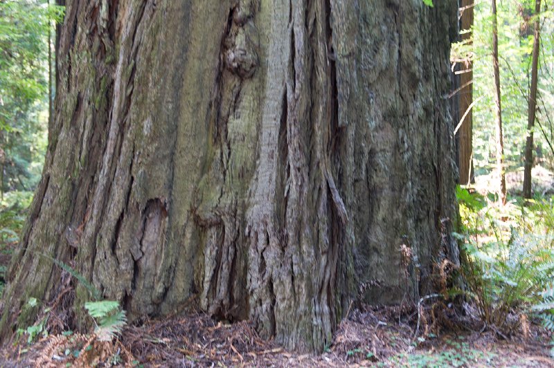 20150822_125240 D3S.jpg - Giant redwoods, Humbolt Redwood State Park